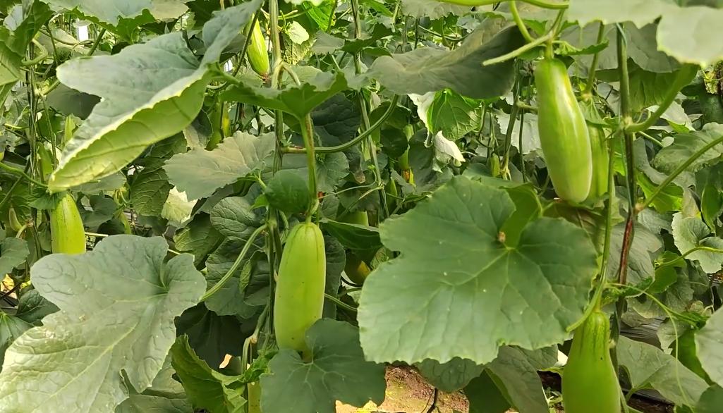 养殖酵素的制作方法和配方,酵素种植的配方和发酵过程