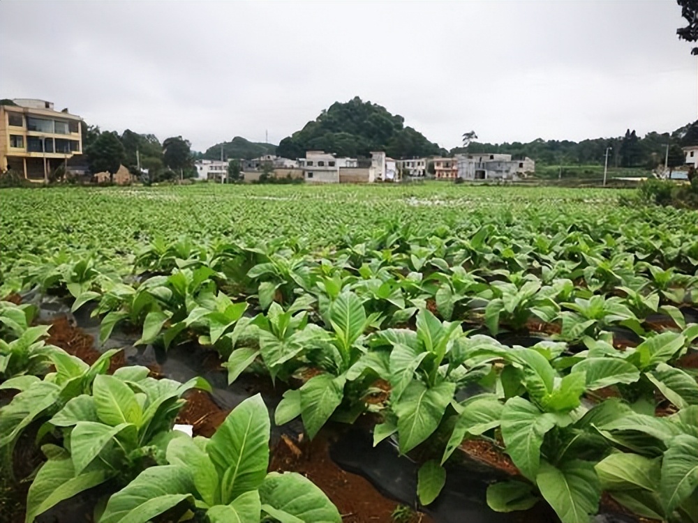 烟草品种和海拔的关系,海拔高低对茶叶有什么影响