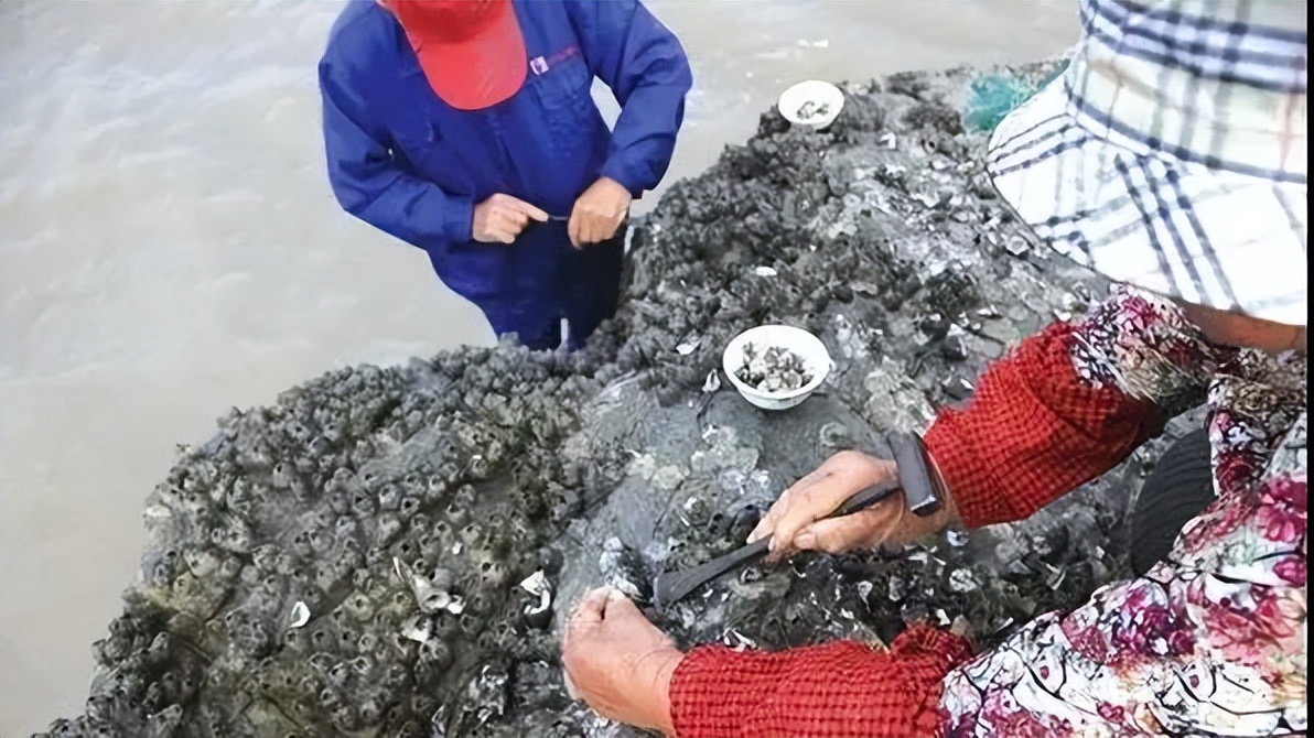 中国人吃藤壶,哪个地方的人吃藤壶