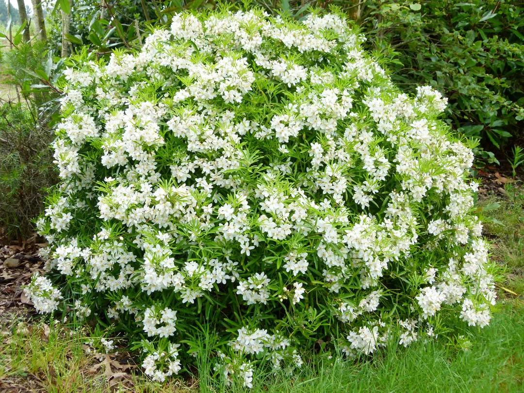 花园适合种的植物,在花园种植哪些植物比较适合
