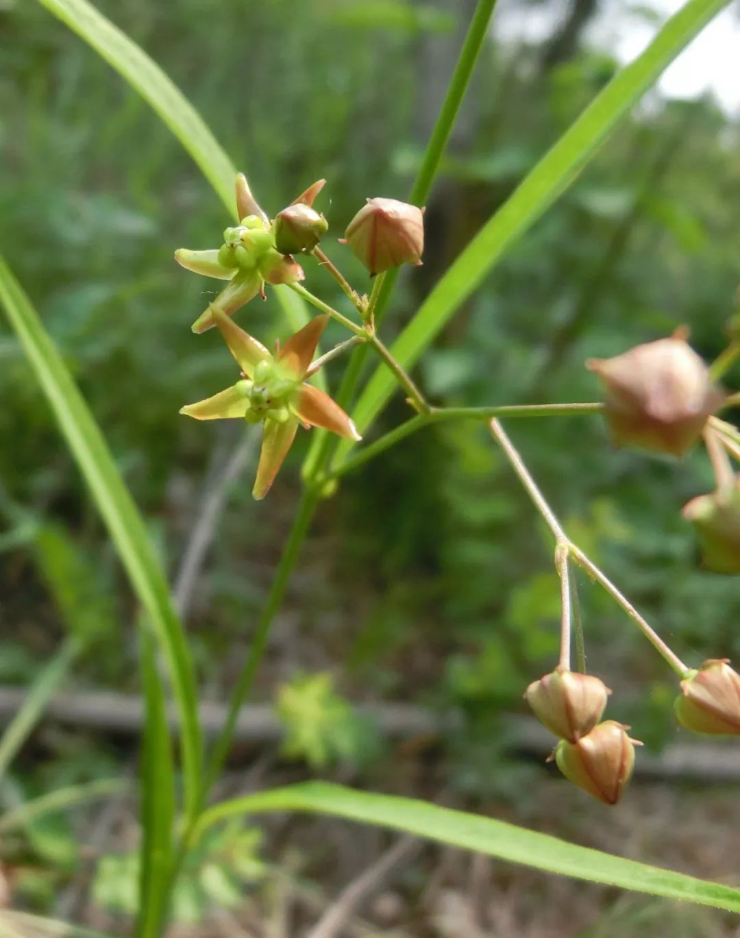 150种常见药用植物大全,150余种常见药用植物花期组图
