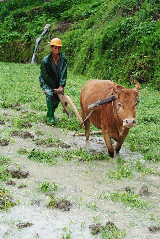 为什么农民做什么也没有挣到钱,为什么农民最辛苦却挣不到钱