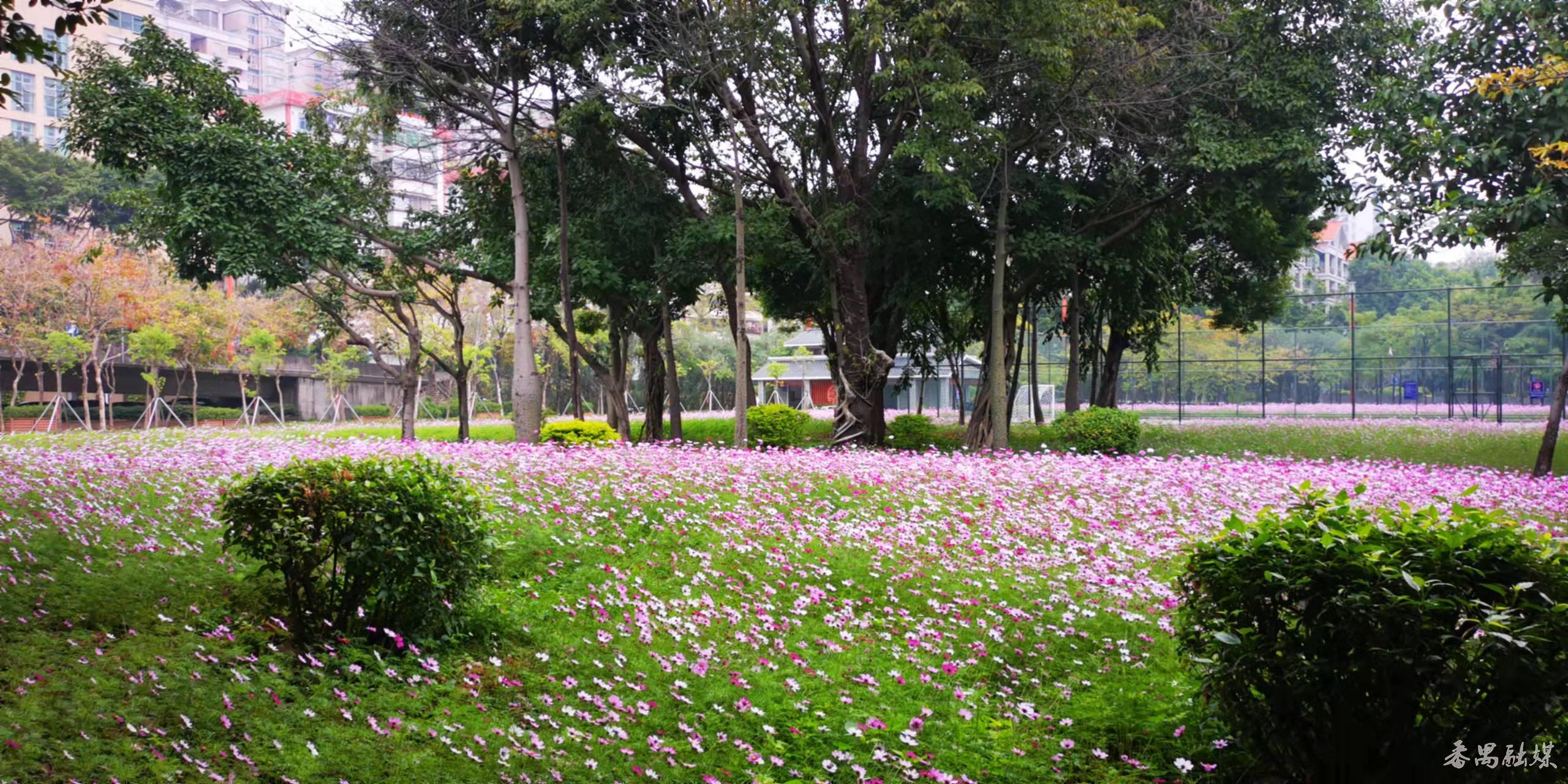 好美!番禺德兴足球场格桑花开姹紫嫣红