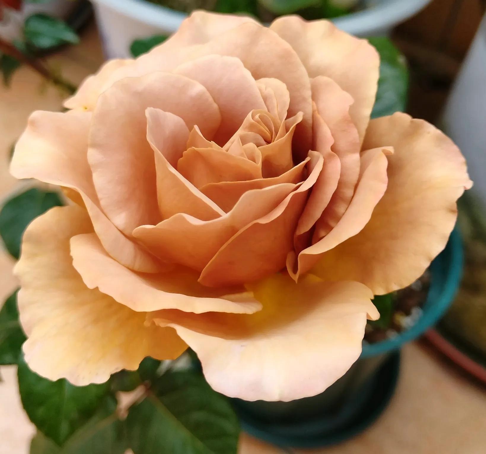 复古棕色月季有花香吗,复古玫瑰巧克力泡泡月季