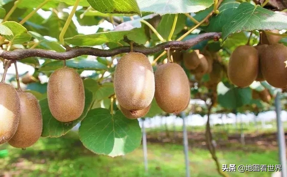 真实的新西兰你了解多少,新西兰国家讲解