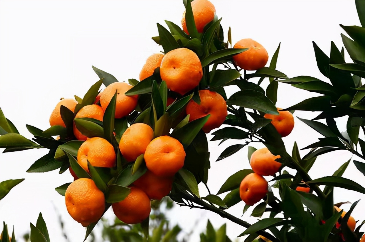 现在的蜜桔怎么样了,为什么蜜桔卖不动