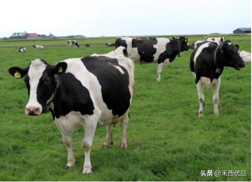 奶牛移胃的主要原因,奶牛移胃保守治疗方法