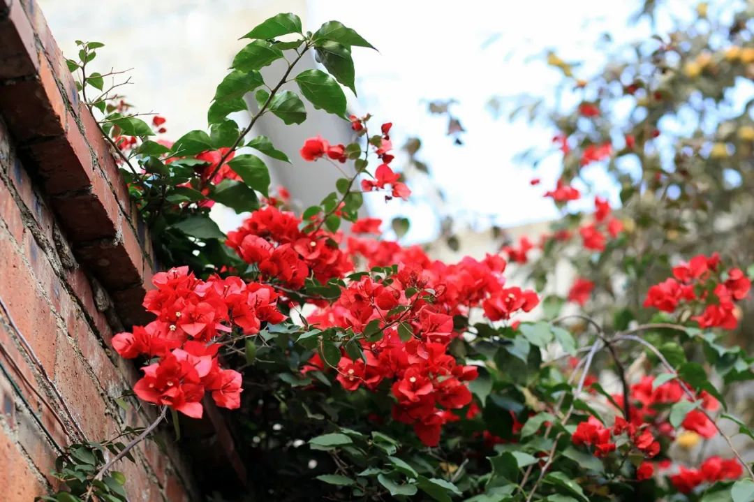 100首最美夏天诗句,10首最美春风诗词