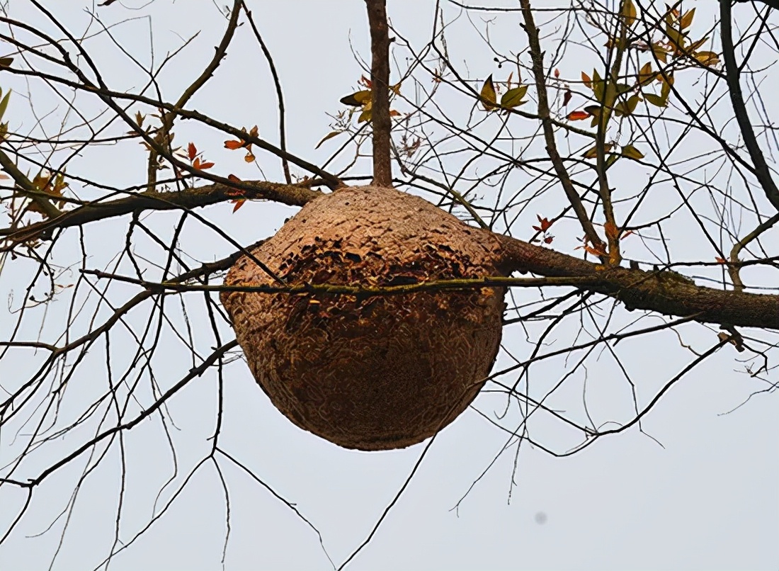 乡土散文,村落乡土散文
