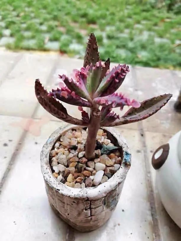 养这10种花越养家里越干净,适宜在家中养的10种花排名