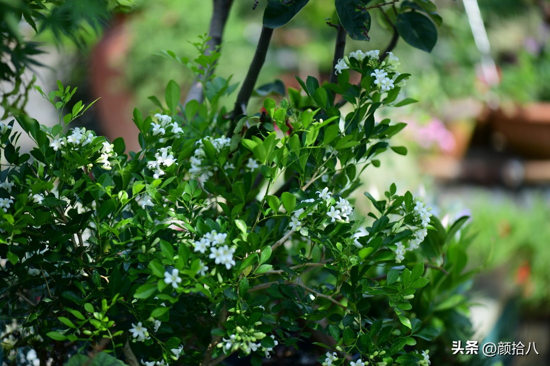 几乎没有存在感的七里香，到底是怎样的？|园丁