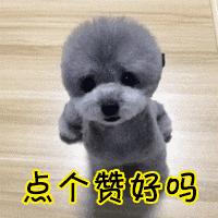 狗狗眼屎多泪痕发红什么原因,狗狗有泪痕是什么原因引起来的