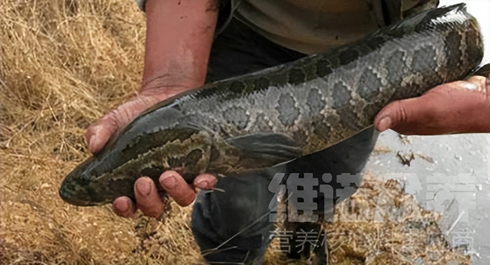 黑鱼养殖技术黑鱼吃什么料最好,养殖黑鱼有什么技巧