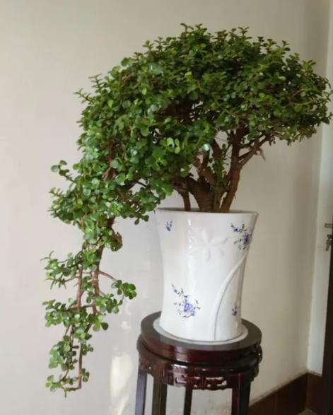 家里养这3种花招财纳福健康长寿,适合懒人养的旺财室内花