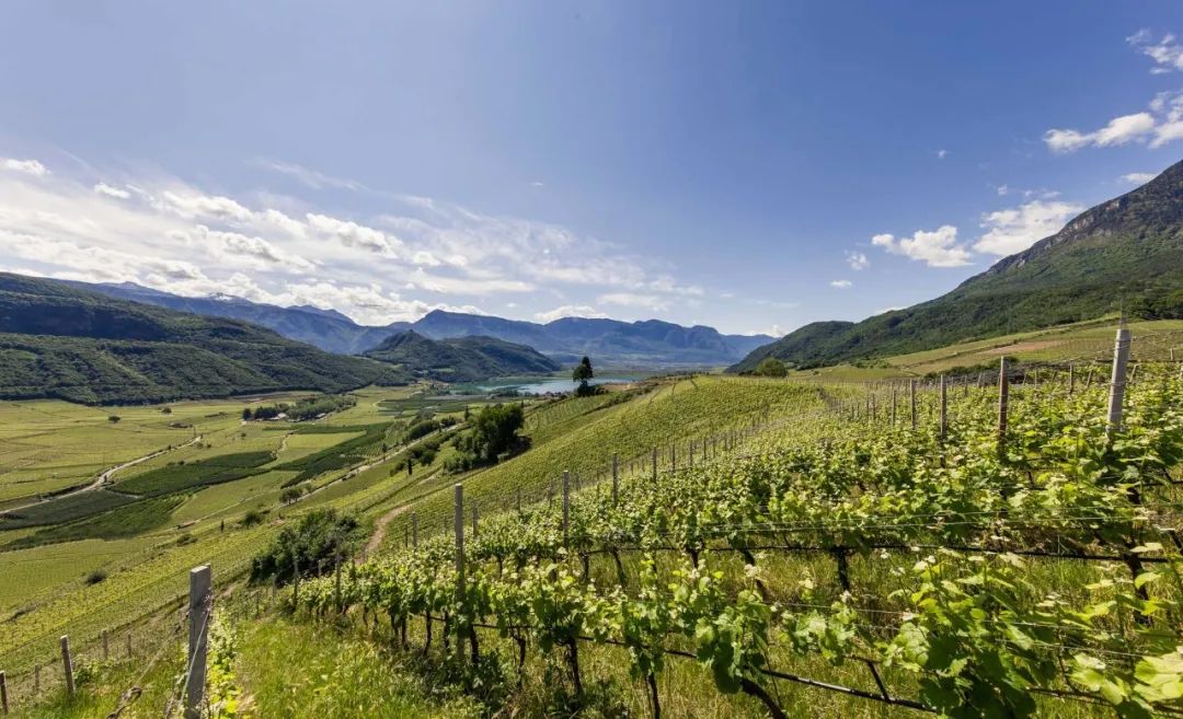 小众之美|AltoAdigeDOC上阿迪杰