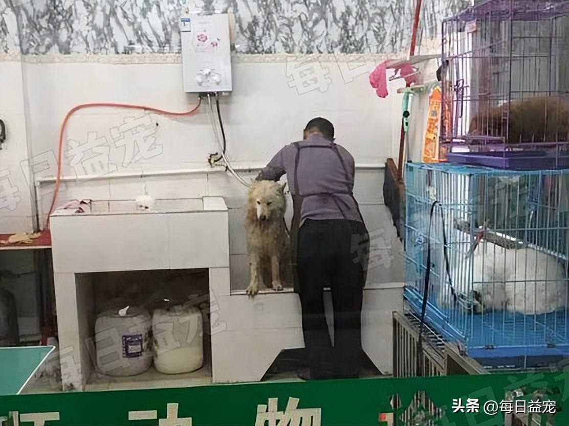 萨摩耶被当成肉狗卖掉，路人巧妙将它带走，回家一洗漂亮极了