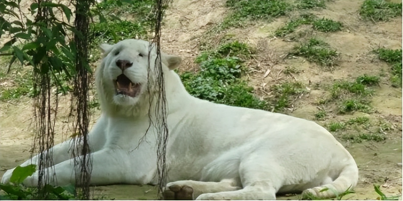 神话是真的！山东诞生珍稀“雪虎”，全身纯白，概率十万分之一