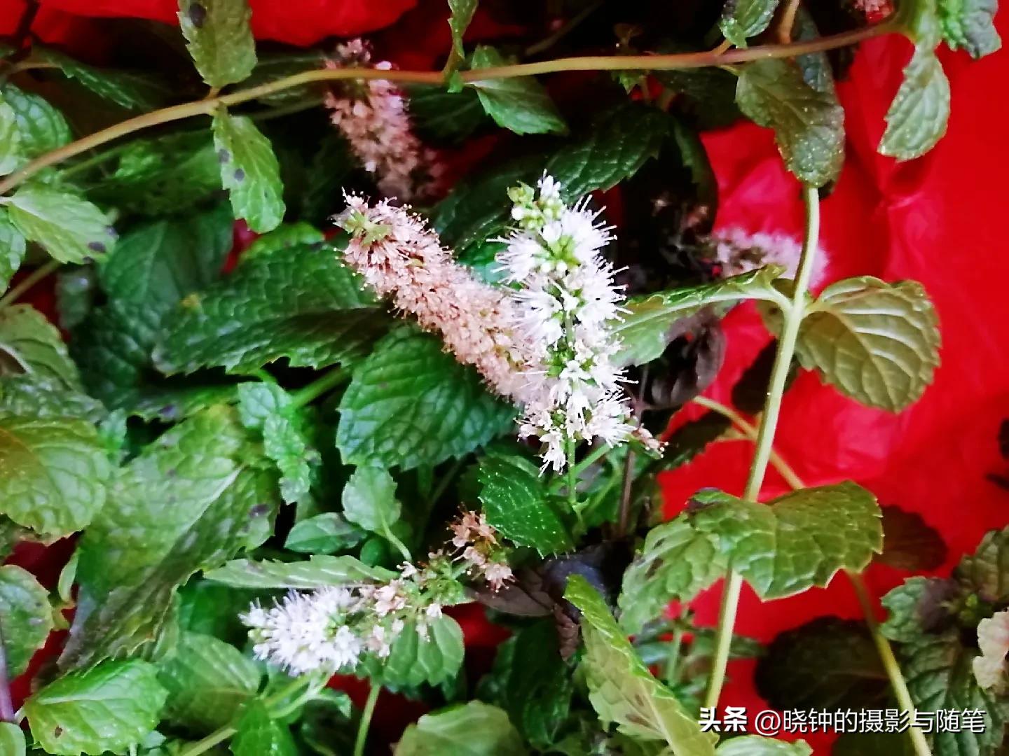 开花的薄荷长了*粉白**虱,忍痛剪掉枝叶,好可惜!怎样避免病虫害