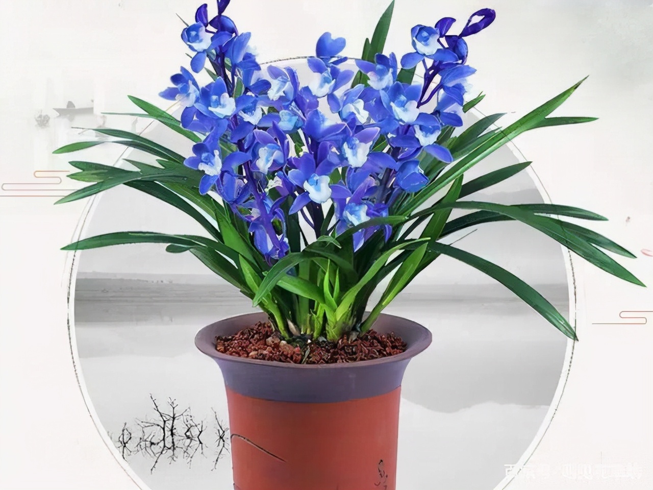 最香的五种兰花哪种兰花耐寒,春夏秋冬四季各是哪几个兰花品种