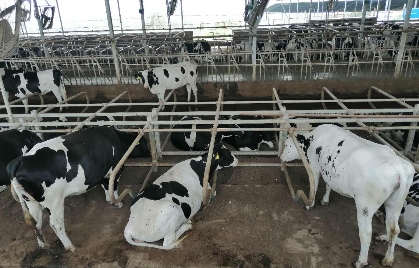 奶牛规模化养殖场建设方案,奶牛养殖场建设的标准是