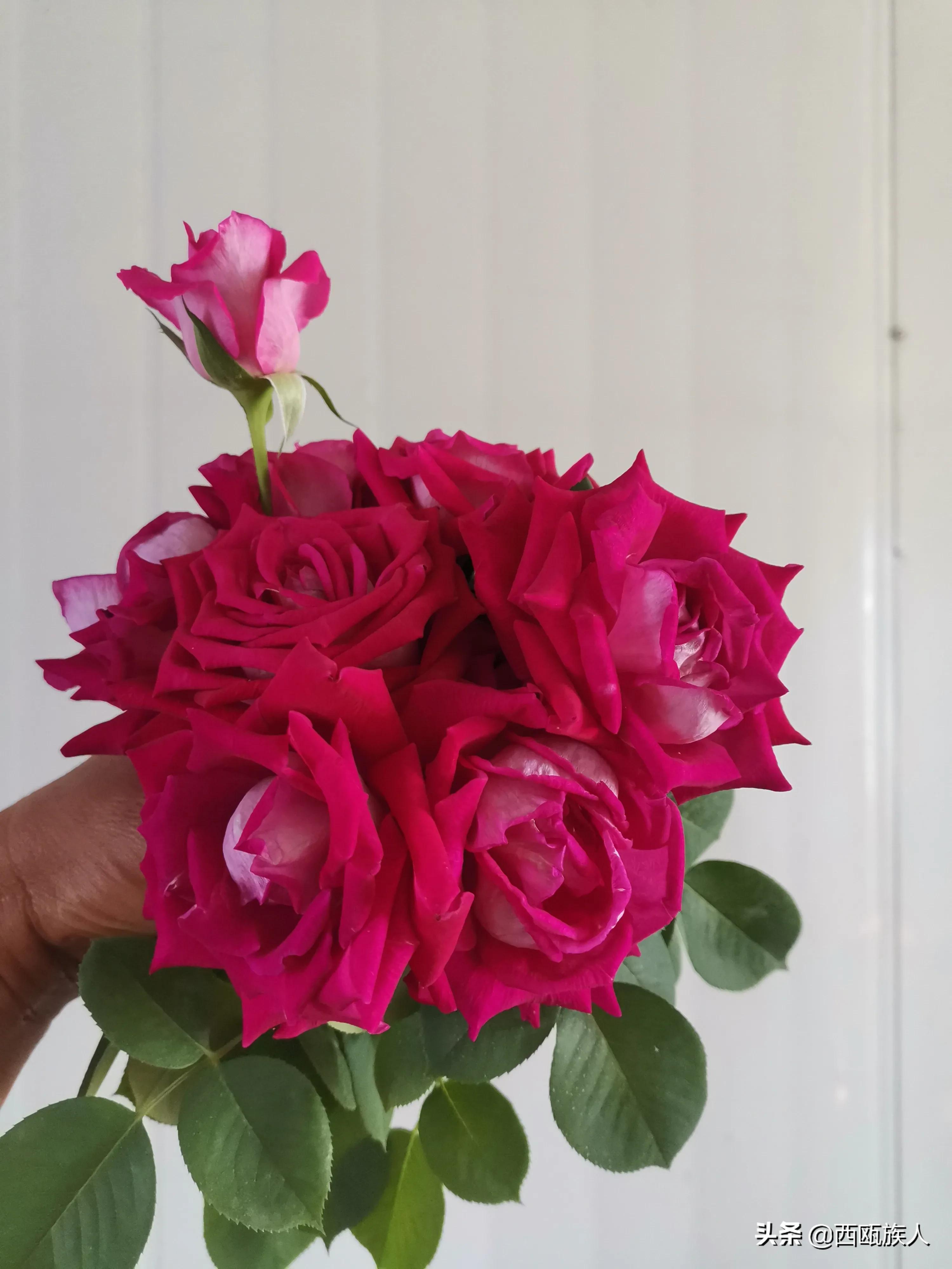 月季花最佳观赏时间,月季花鲜切花养护方法