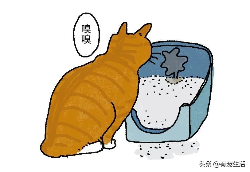 调皮猫咪怎么治,宠物猫调皮怎么办