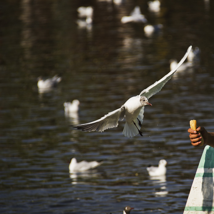 云南旅游昆明海鸥,翠湖昆明旅游攻略