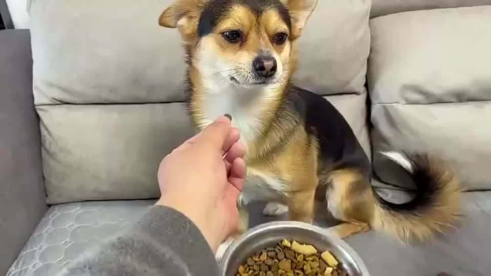 狗狗严重挑食解决办法,狗狗挑食怎么办应该如何纠正呢