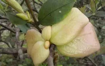 东方树油茶,茶油东方国油