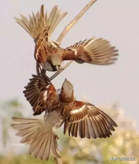 与众不同的小麻雀,有惊无险的小兔子