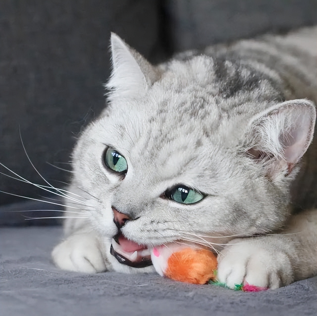 内向的猫咪养得熟吗,性格内向害怕暴力猫咪