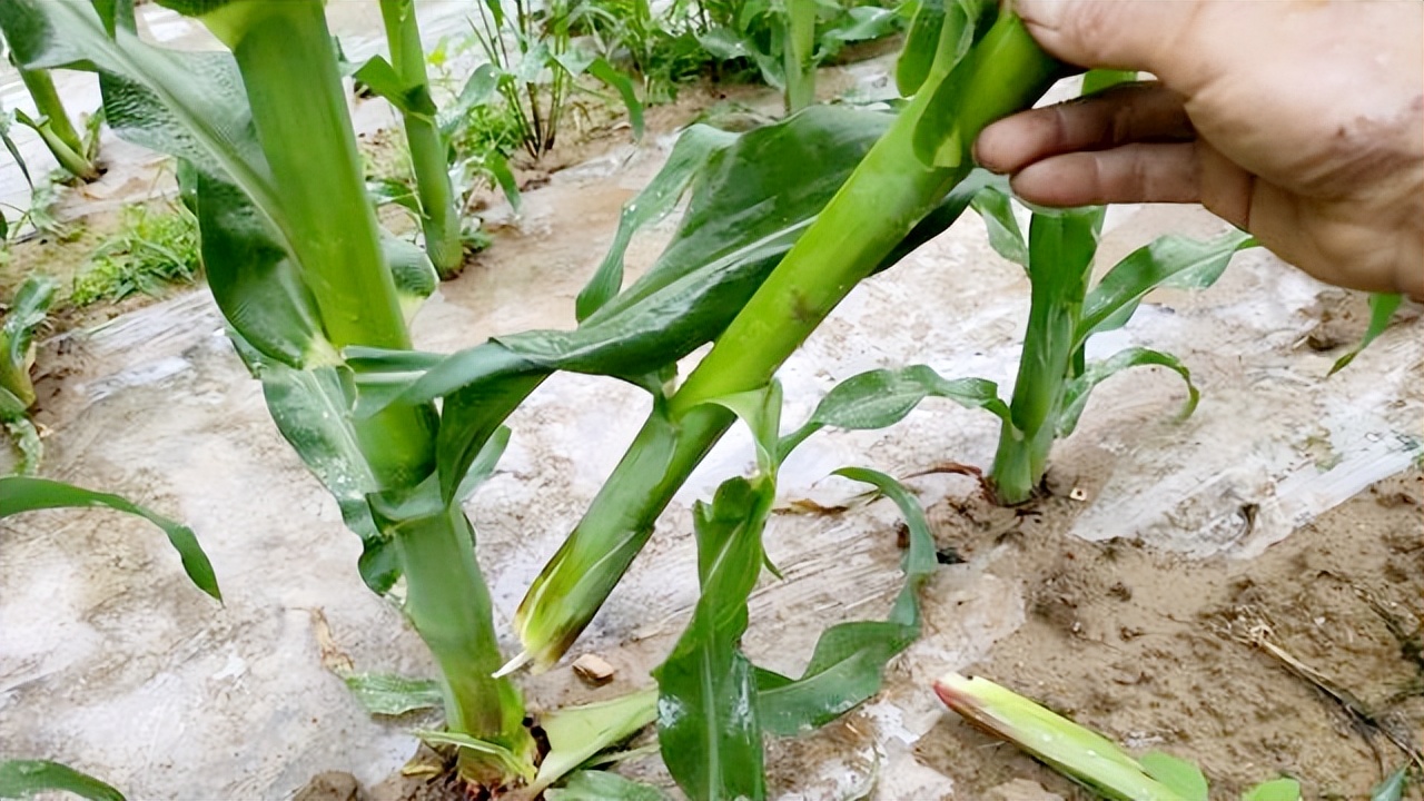 春玉米芽子用掰吗,玉米芽子需要掰还是不需要掰