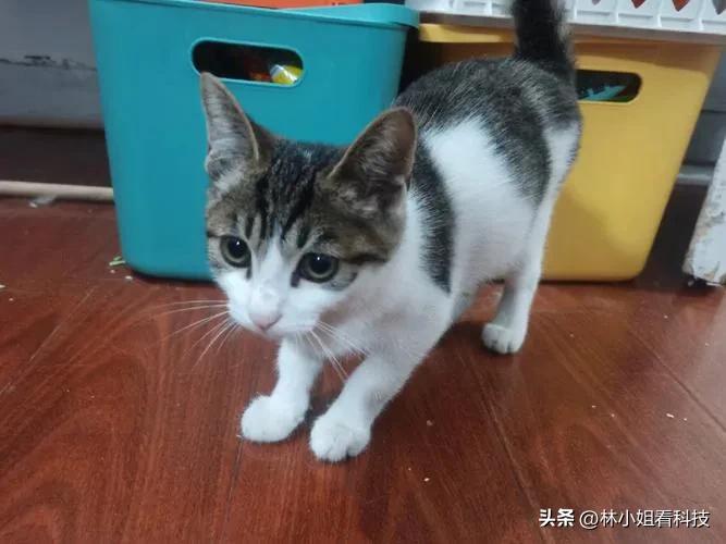 男子用小刀割断猫咪尾巴被抓了吗,男子割断猫咪尾巴后续