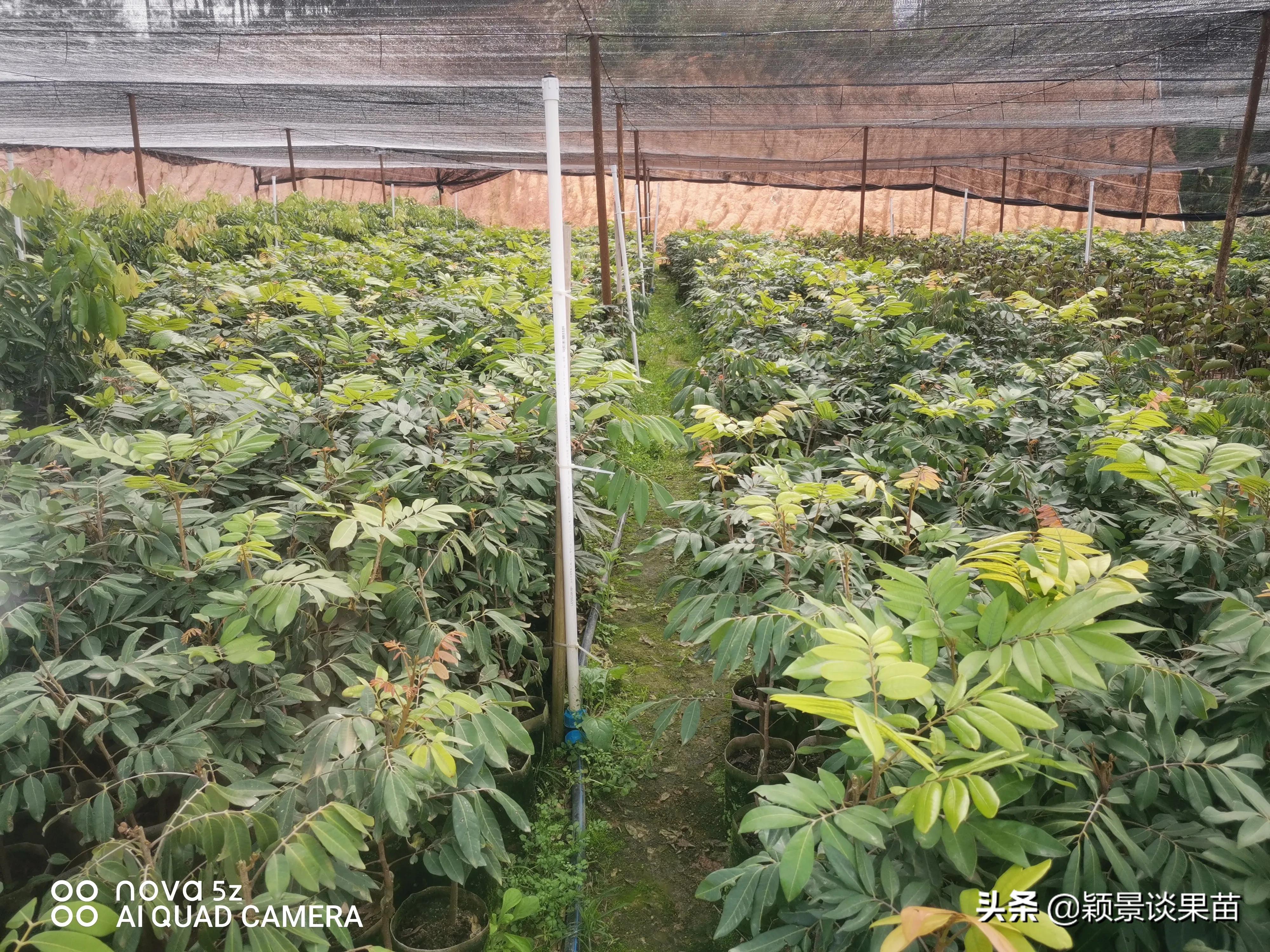 适合南宁种的水果树苗,适合广西种的阳台水果苗