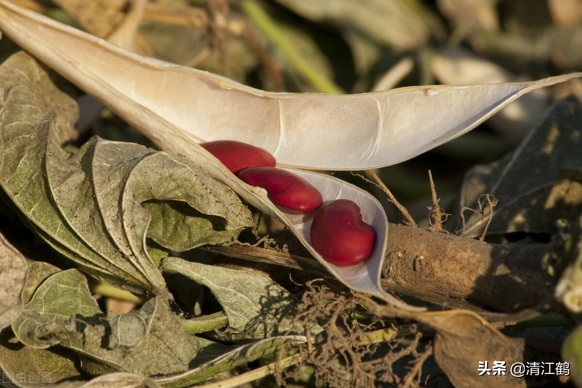 十种种子传播的方法,种子的传播方法有几种类型