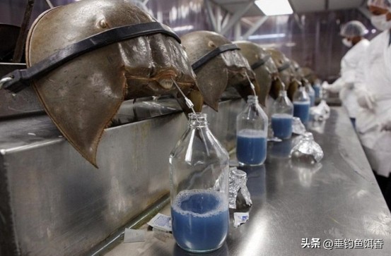 来自深海的鱼有哪些,我们常吃的没鳞的鱼有哪些