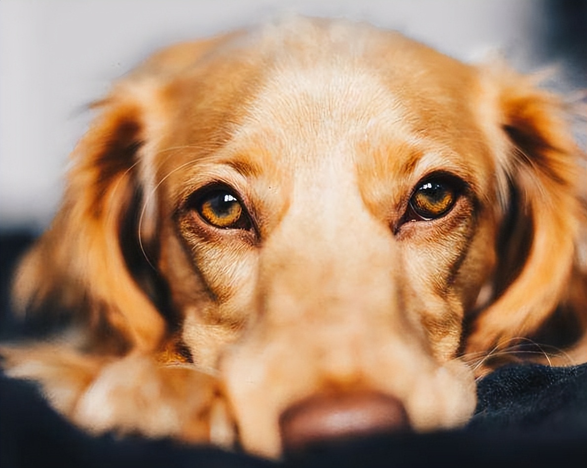偶尔一两天不遛狗可以吗,不遛狗会导致长不大吗