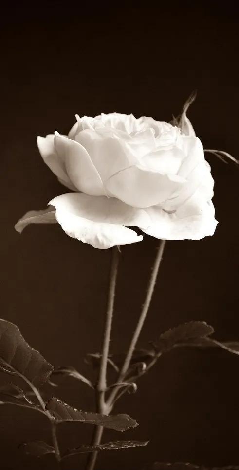 花朵黑白手绘图,黑白图片花朵