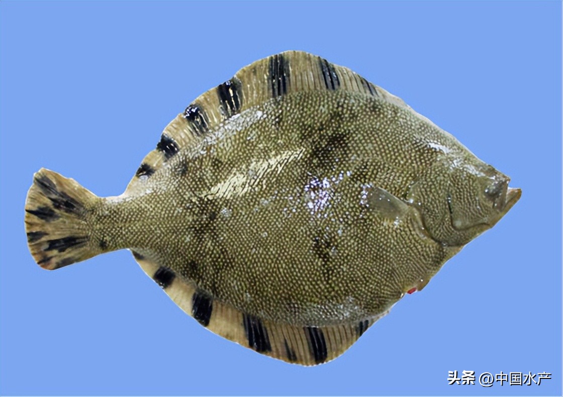 水生外来物种入侵防控工作方案,水生动物防疫