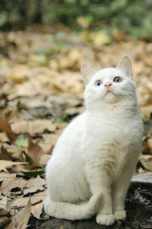 女生个性签名文案,渣男个性签名文案