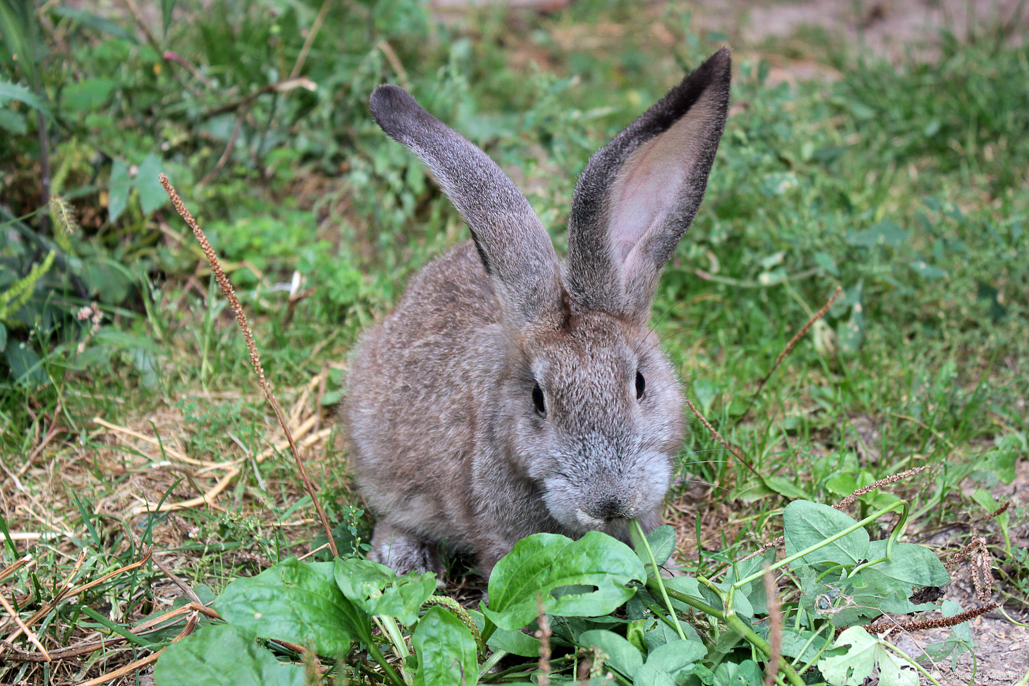 湖南永州有什么特产酒,永州蓝山冬酿黑糊酒