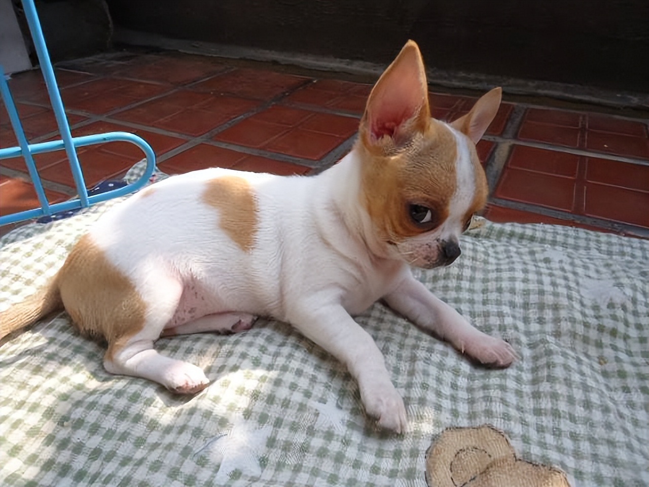 买狗千万别贪便宜,买狗一时爽养狗火葬场