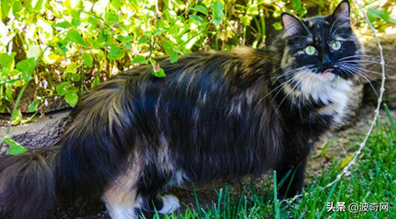 俄罗斯大块头猫咪,来自俄罗斯的猫