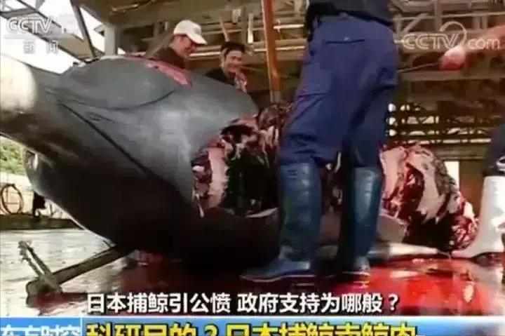 日本队赢了球迷的反应,日本队赢了我国球迷反应