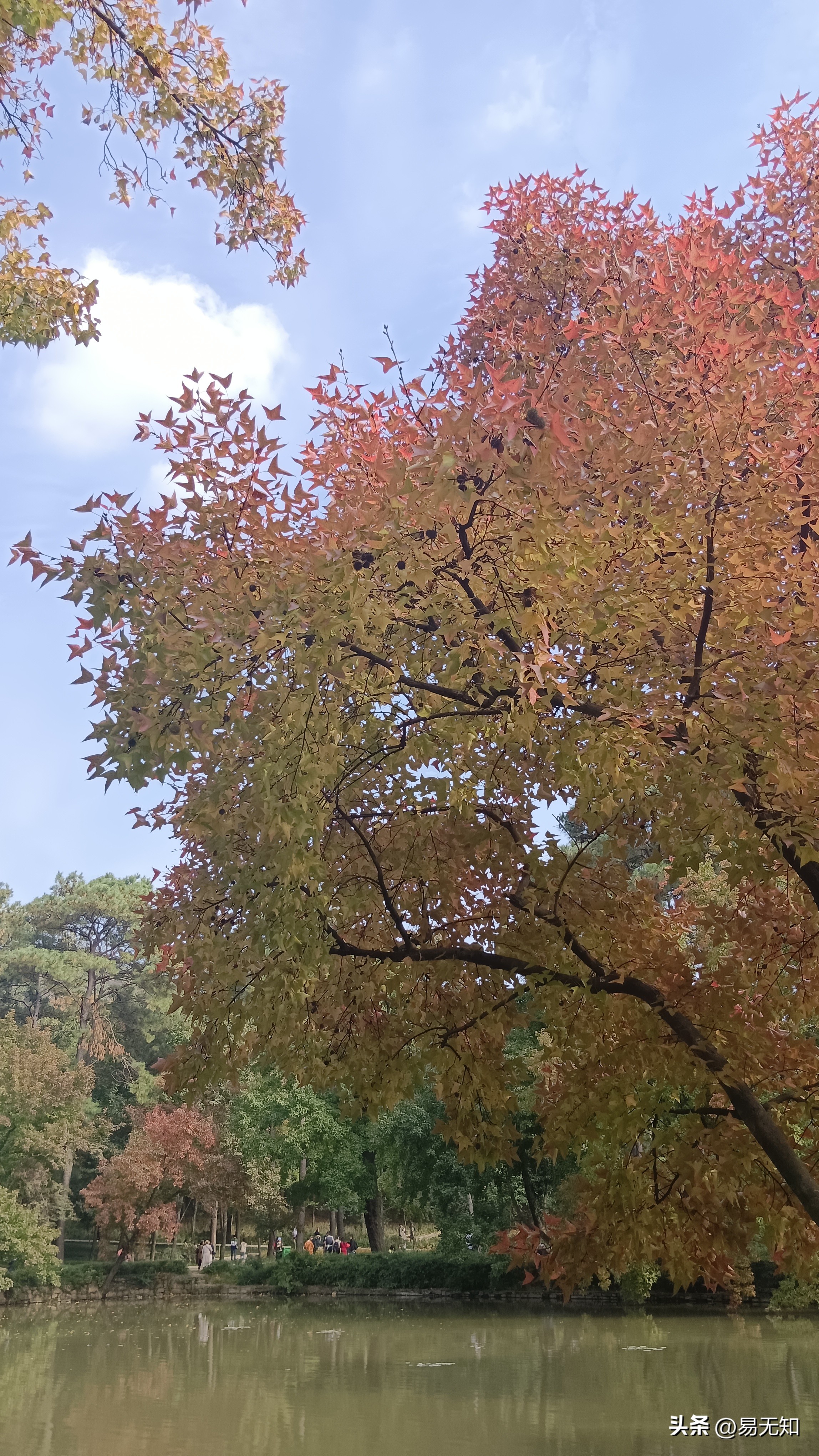 中国四大赏枫胜地之一苏州天平山,江苏苏州天平山初冬赏枫正当时