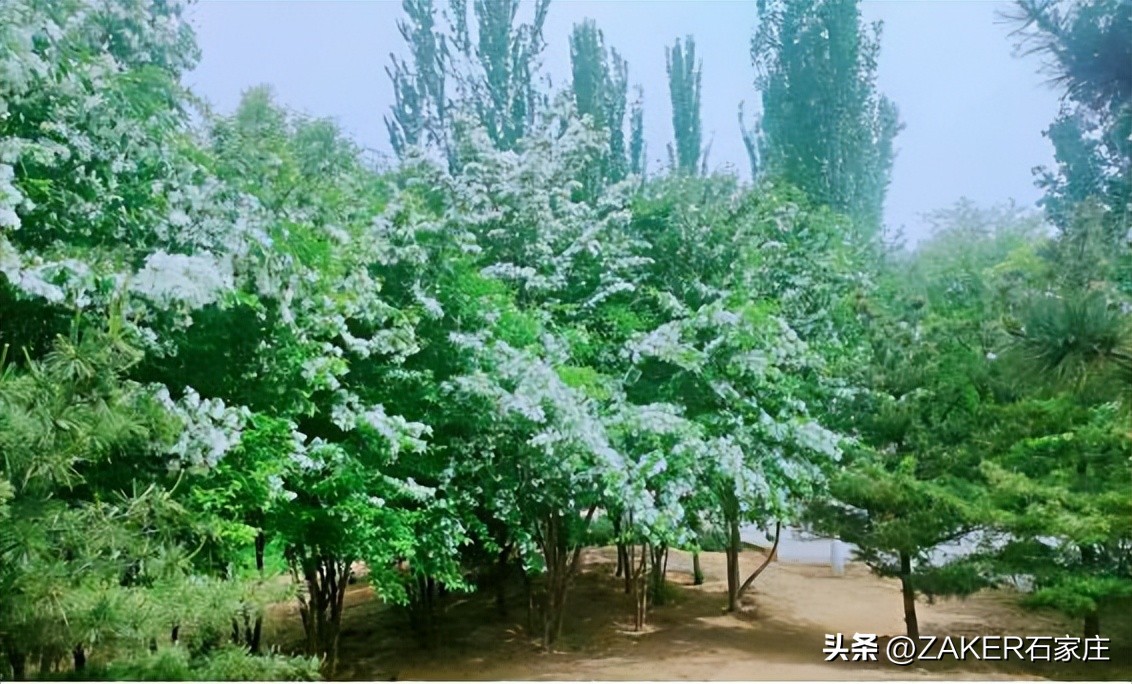 石家庄早新闻,早新闻完整内容