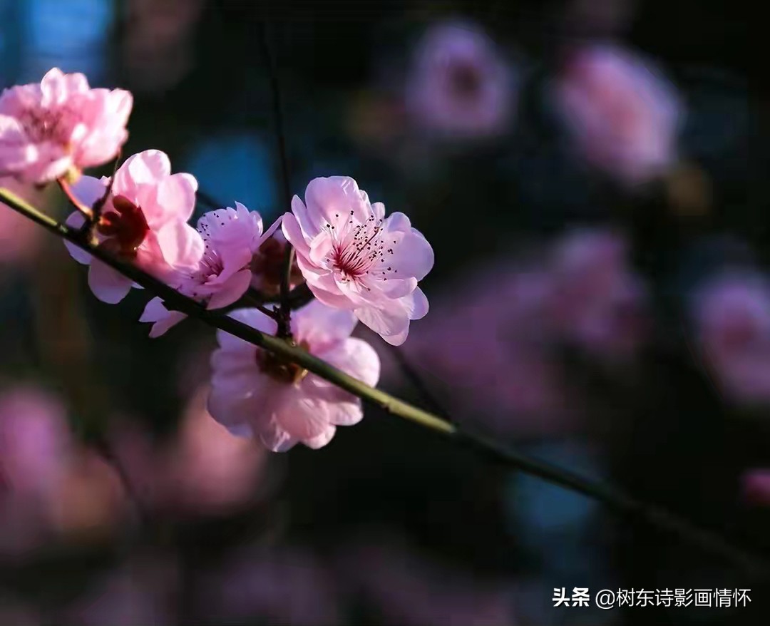 东风诗句飞花令,东风飞花令