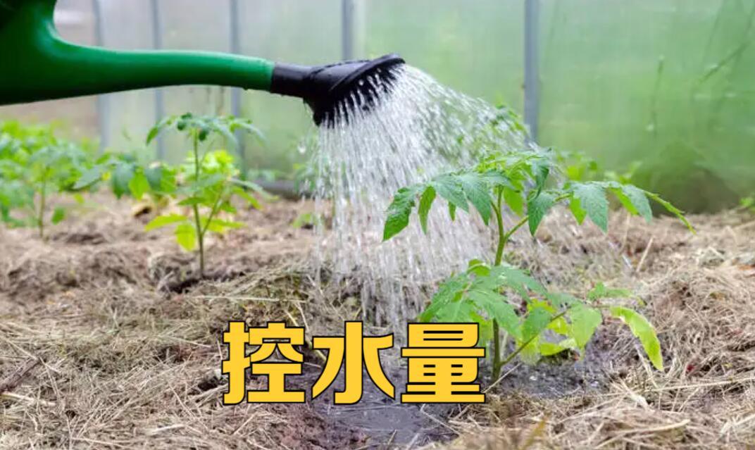 西红柿不着色是怎么了,西红柿不甜是什么原因引起的