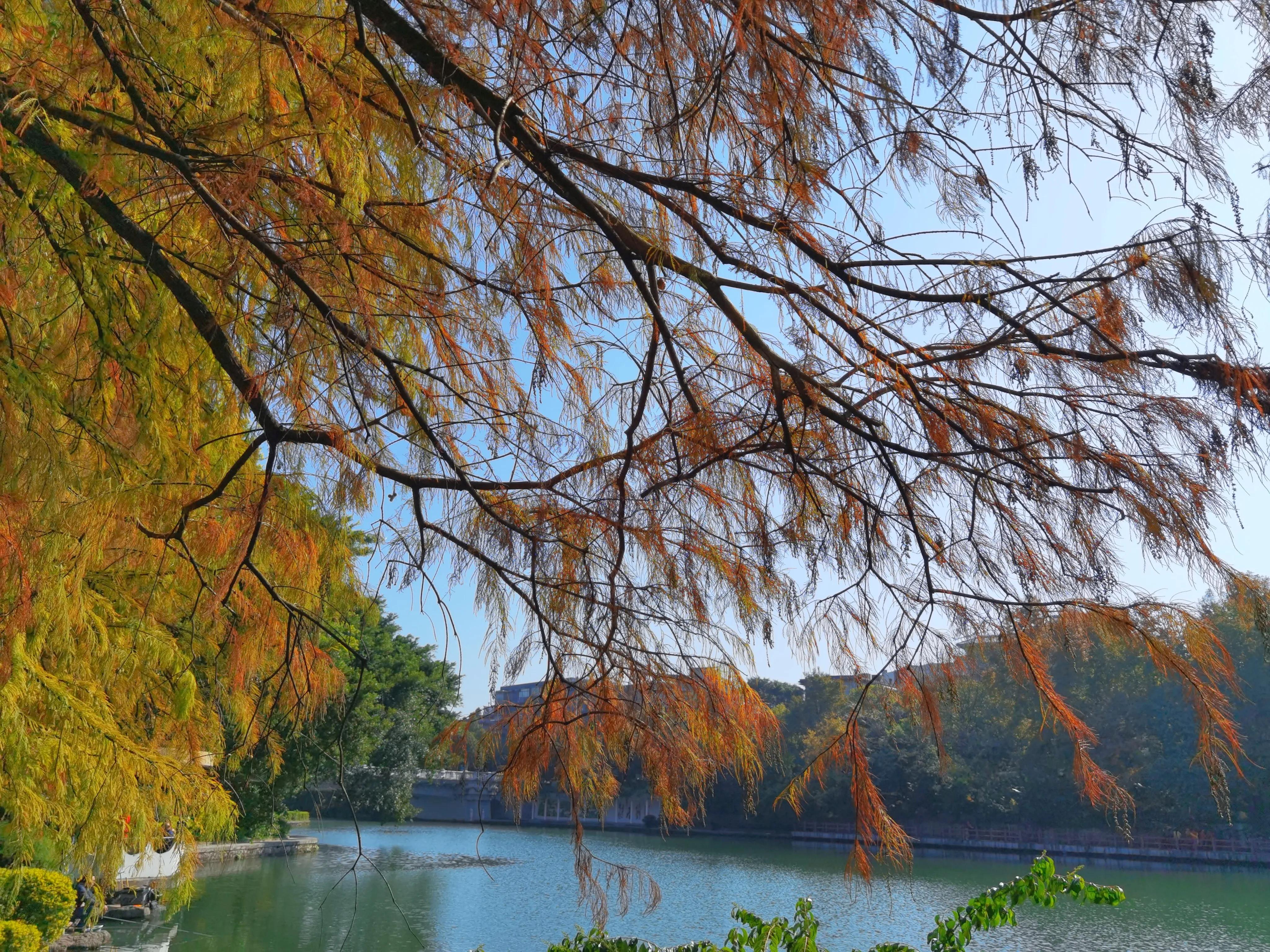桂林的桂湖在哪里,桂林两江四湖之桂湖