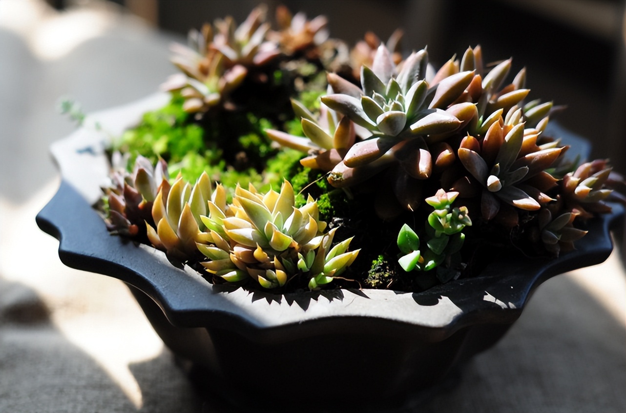 瓦房上长的一种草叫瓦松有啥用,农村瓦房上的瓦松有什么用